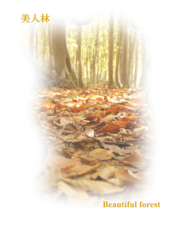 美人林：Beautiful forest