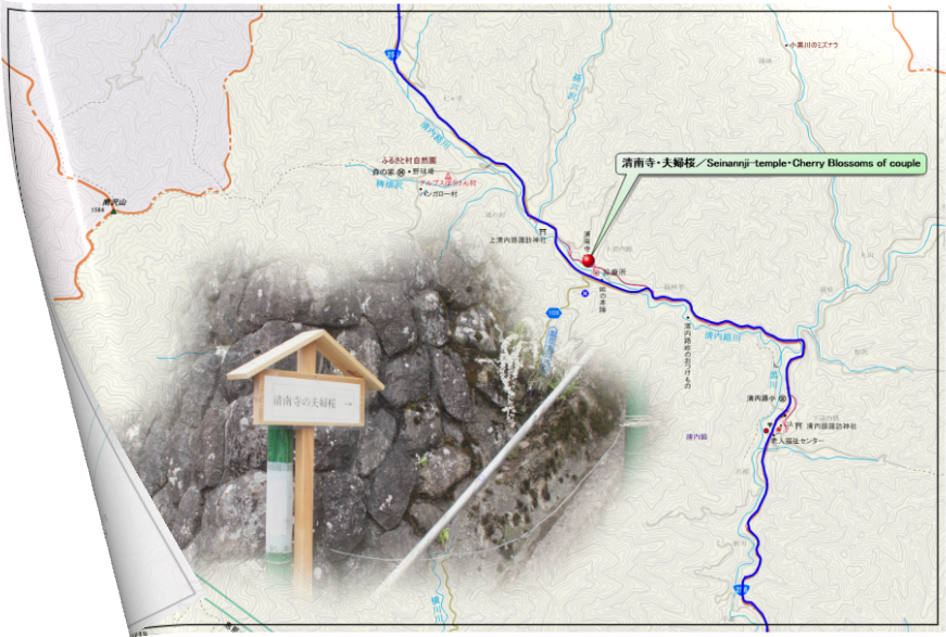 清南寺・夫婦桜 / Seinannji-temple・Cherry Blossoms of couple