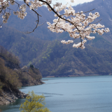 九頭竜の桜と湖 / Cherry blossoms and lakes of Kuzuryu