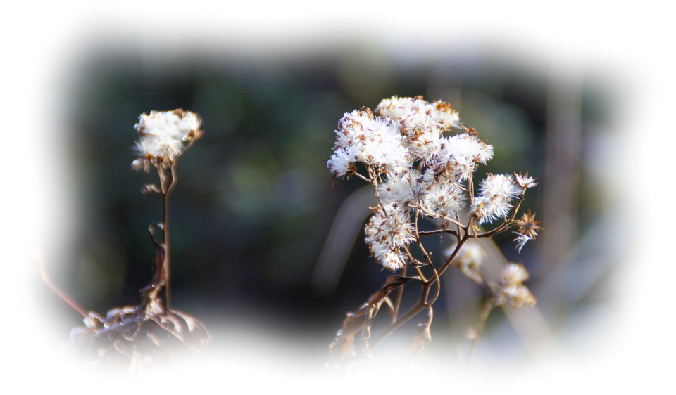 奥志賀スーパー林道 / Okushiga Super Forest Road