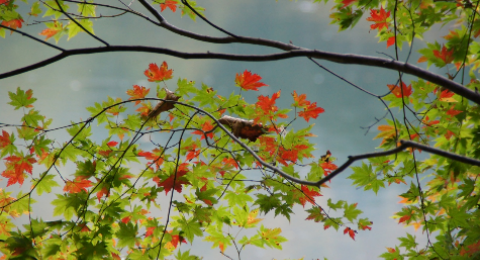 大源太キャニオン