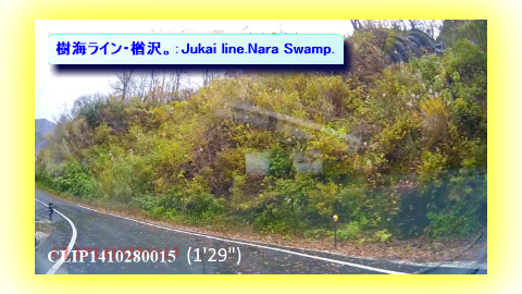 樹海ライン・楢沢。：Jukai line.Nara Swamp.