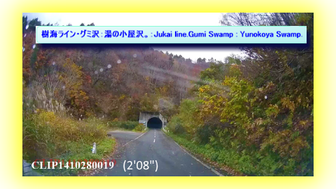 樹海ライン・グミ沢：湯の小屋沢。：Jukai line.Gumi Swamp : Yunokoya Swamp.