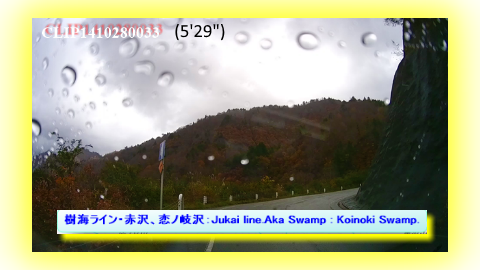 樹海ライン・赤沢、恋ノ岐沢：Jukai line.Aka Swamp : Koinoki Swamp.