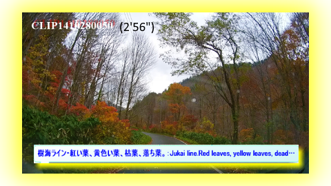 樹海ライン・紅い葉、黄色い葉、枯葉、落ち葉。：Jukai line.Red leaves, yellow leaves, dead leaves, fallen leaves