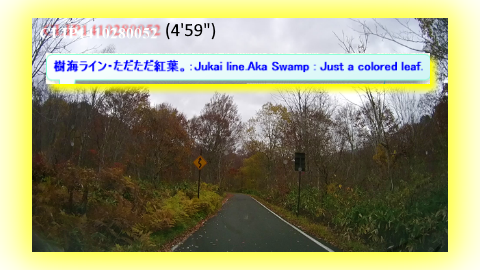 樹海ライン・ただただ紅葉。：Jukai line.Aka Swamp : Just a colored leaf.