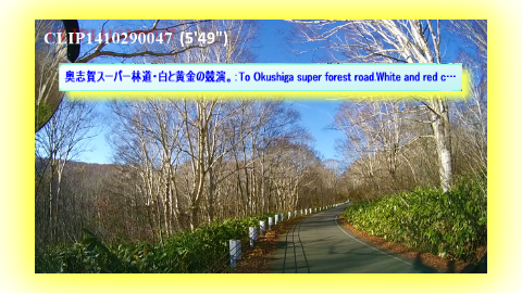 奥志賀スーパー林道・白と黄金の競演。：To Okushiga super forest road.White and red competition.