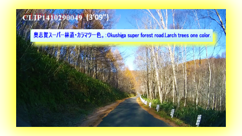奥志賀スーパー林道・カラマツ一色。：Okushiga super forest road.Larch trees one color.